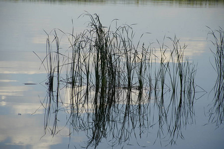 天空倒映在水面上湖边长着芦苇温暖无风的夏日傍晚背景