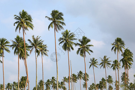 棕榈树瓦努阿图插画