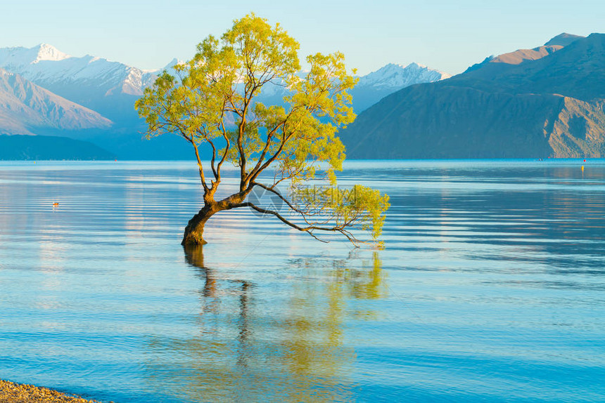 湖中生长的Wanaka树周围的水流是受人欢迎的旅游景点图片