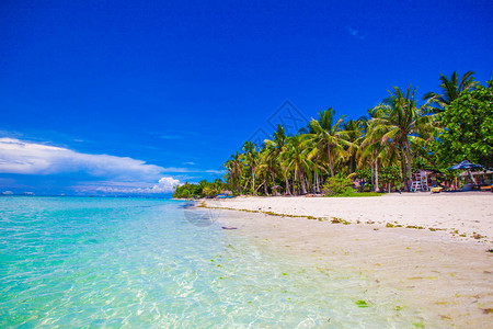 美丽的热带海滩有绿色棕榈树白沙绿的图片