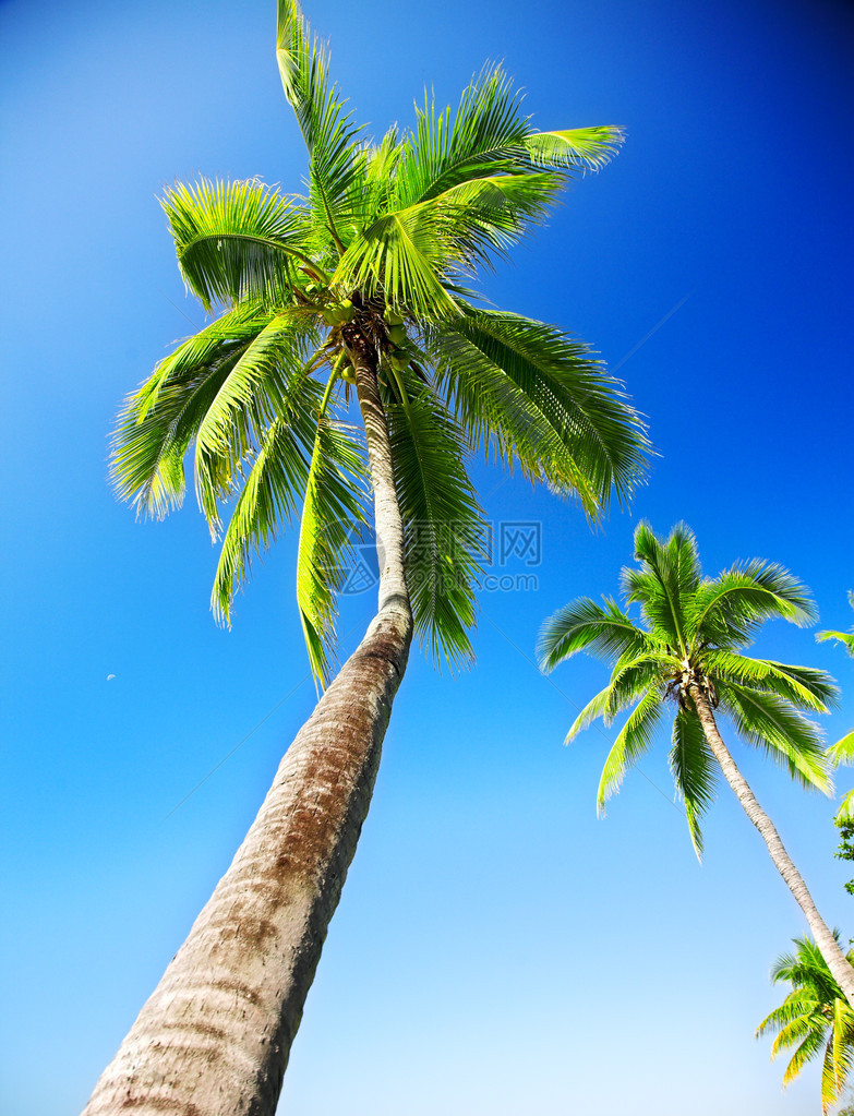 蓝天背景上的椰子树图片