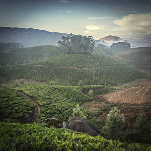 印度喀拉邦的茶园图片