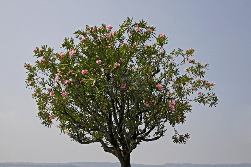 意大利有花朵的Oleander树Neriumol图片