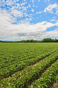 农业景观大豆的绿地大豆种植园图片