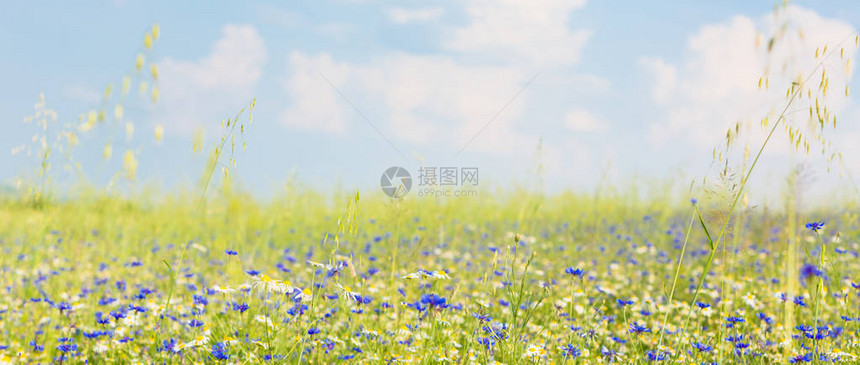 夏天花草甸的景色图片