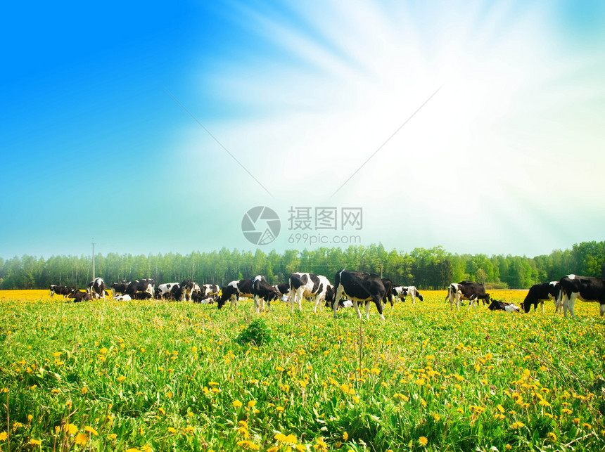 牛群在草地中与阴图片