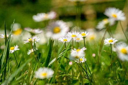 阳光下草地上可爱的小雏菊图片