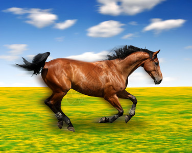 草地上奔跑的马图片
