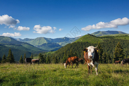 牧牛山地草原山地绿草地和图片