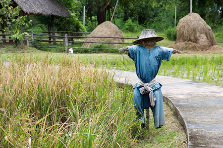 稻草人站在稻田里图片