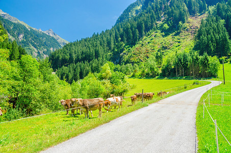 奥地利阿尔卑斯山的阿尔卑斯山地貌道路和绿牧场图片