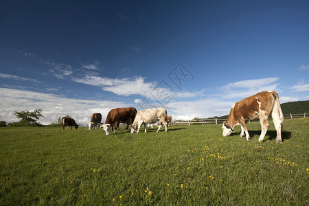 在田野上吃草的山牛图片