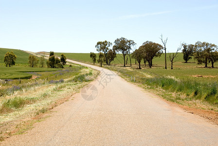 澳大利亚西南新威尔士州一条孤图片