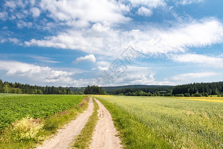 穿过夏日风景的土路图片