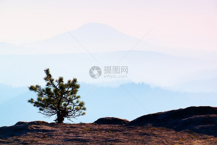 松树在沙石岩上野生的骨盆蓝雾图片