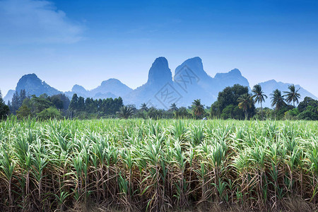 泰国甘蔗种植园景观图片