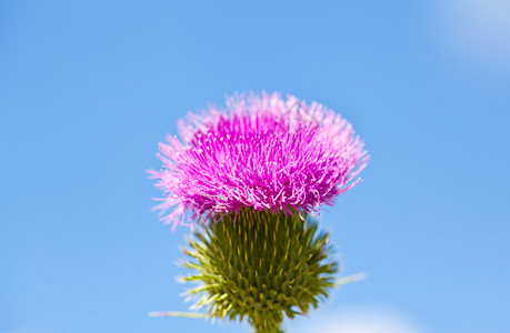 蓝天背景上带粉红色花朵的野蓟图片