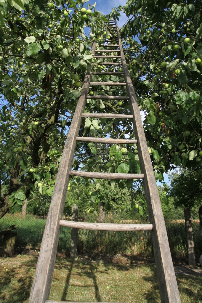 苹果树上的木头做的梯子图片