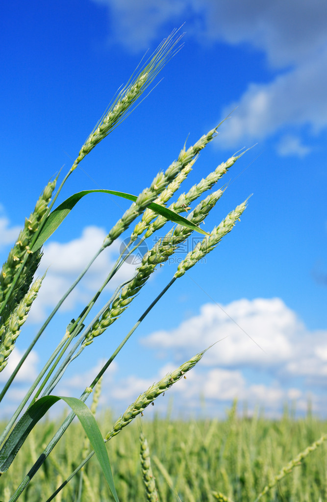 以草地和蓝天空为背景,在小麦绿图片