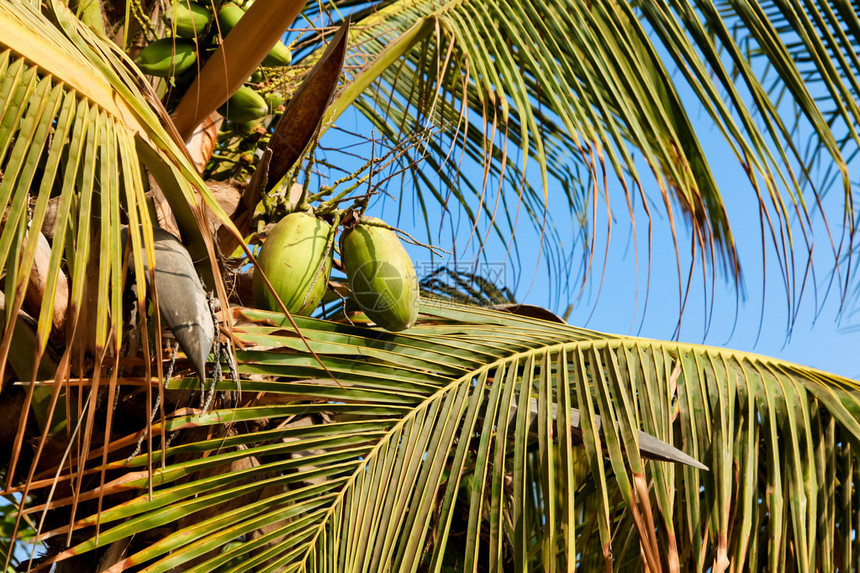 在哥斯达黎加的一棵棕榈树上的棕榈坚果在太平洋海图片