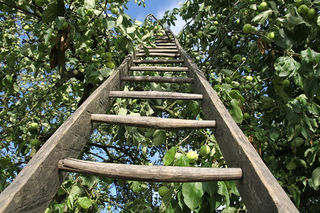 苹果树上的木头做的梯子图片
