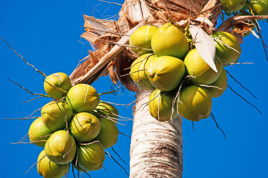 岛上西北部科伦比尔社区椰子树图片