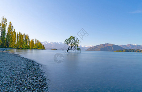 在湖中生长的柳树Wanaka树是长期接触的热门旅游景点图片