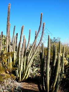 亚利桑那州蓝天的花园中图片