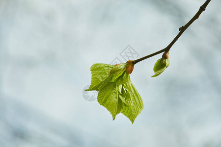 树枝上芽和盛开的绿叶的特写图片