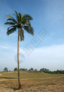 一个热带椰子棕榈和多图片