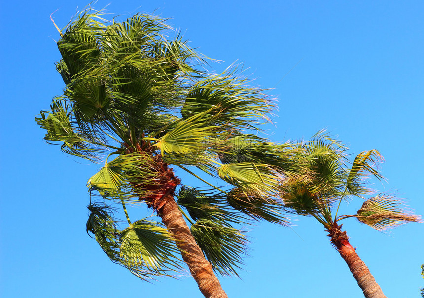 晴天大风中的棕榈树图片