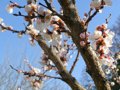 杏果树开花在春天在蓝天背景图片