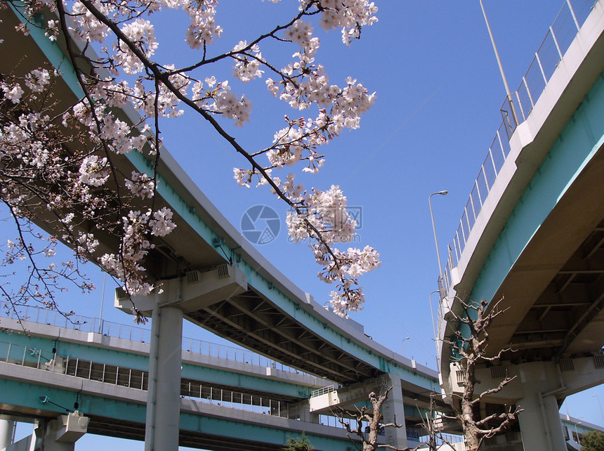 Blossom樱桃sakura城市道路收费环境分图片