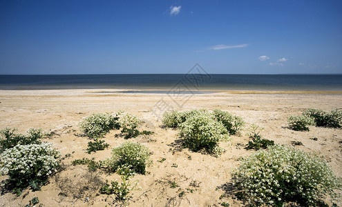 在阿佐夫海的野生海滩上布背景图片