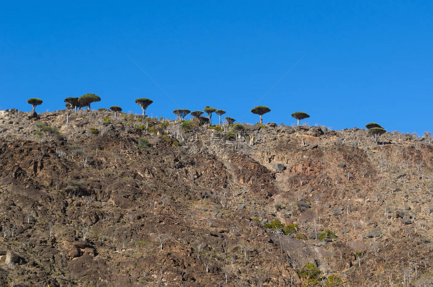 Socotra也门索科特拉图片