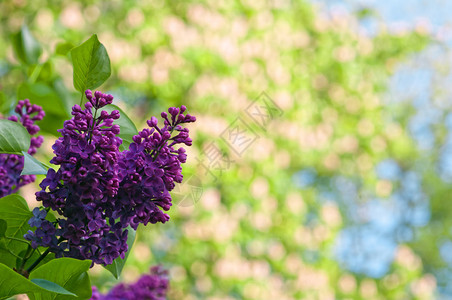 在开花板栗背景上的花朵图片