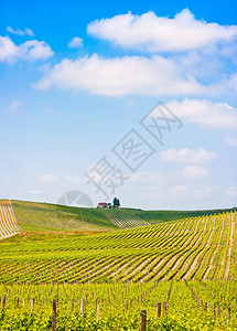 风景秀丽的托斯卡纳风景与葡萄园在基安蒂地区图片