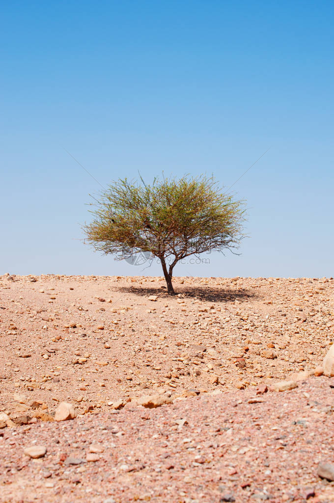 自然和荒野景观在沙漠土壤上生长的一图片