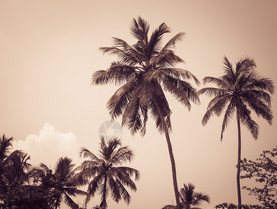热带地区的椰子树棕褐色效果图片