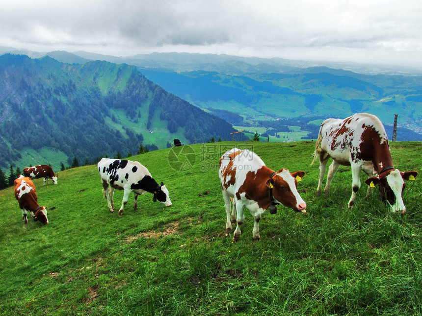 阿彭策尔兰地区郊的奶牛瑞士内罗登图片