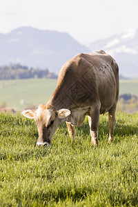 瑞士棕色牛群于春天清晨在瑞士山丘图片