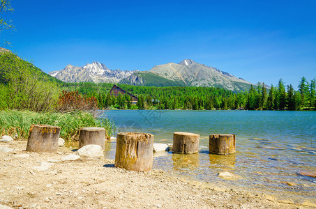 山湖平和沙滩上的木干树图片