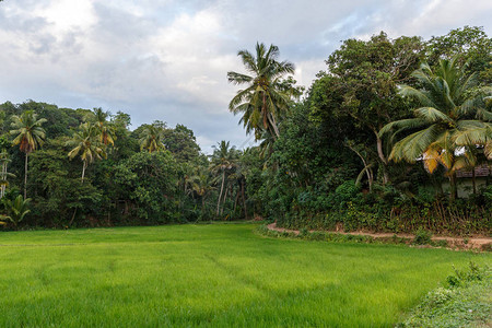 蓝云天空棕榈树和绿草srilankamiri图片