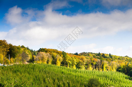 青松树明秋天树和云背景图片