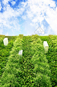 绿色垂直花园墙仰角图片