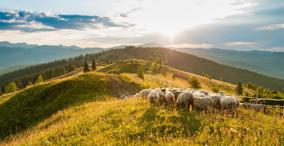 日落时的山脉山上的一群羊美丽的山景山区的牧羊人之家乌克兰图片
