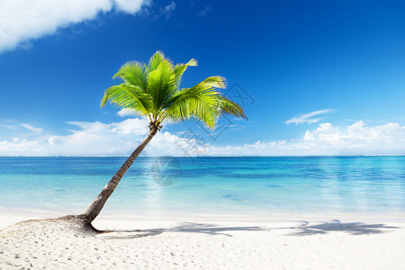 棕榈和海滩图片