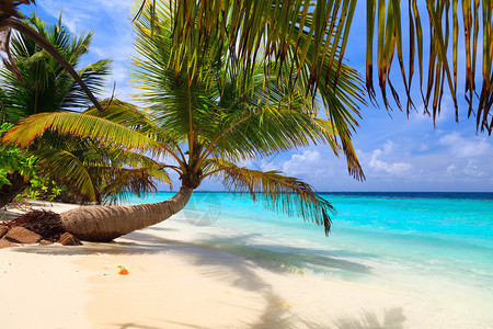 在马尔代夫岛上沙滩上弯曲棕榈图片
