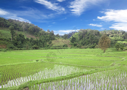 稻田种植农民泰国绿树图片