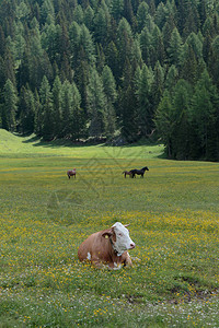 在牧场上放牧的牛和棕马图片